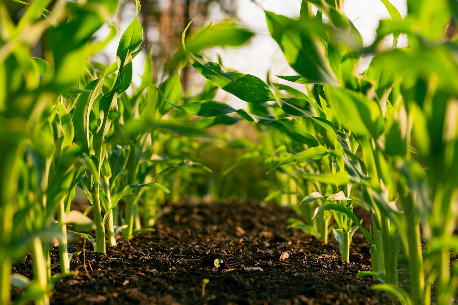 How to Start a Small-Scale Farming Project