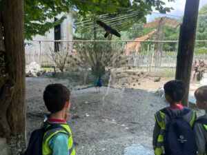 Peacock (& giraffe)
