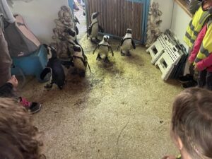 Penguins